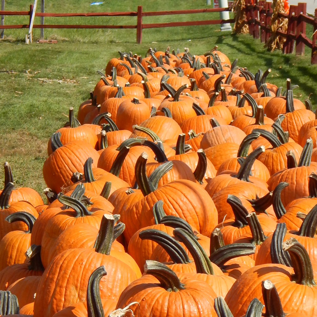 Johansen Farms Children's Zoo, Pumpkin Patch & Fall Festival Open