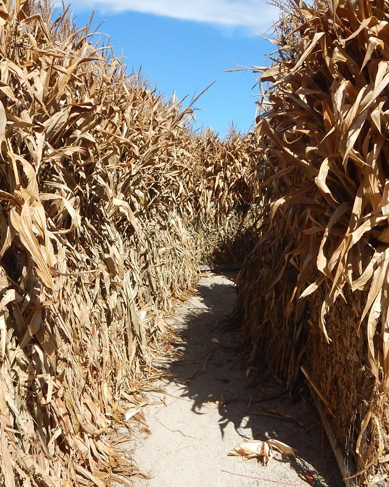 RIDES.corn.v.01