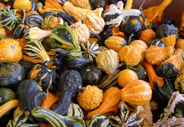 gourds-e1785886995424