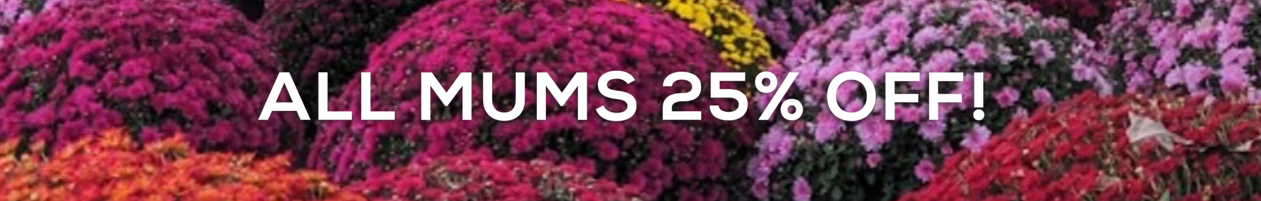 ALL MUMS 25% OFF! ALL MUMS 25% OFF!